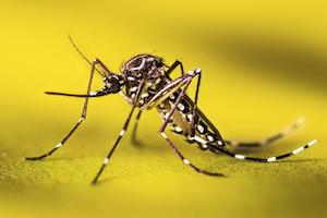 A picture of an Aedes aegypti (also known as the yellow fever mosquito) which has characteristic black and white markings on its body and legs.