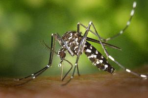 A picture of an Aedes albopictus mosquito (also known as the Asian tiger or forest mosquito) displaying a distinct end-to-end black and white pattern.